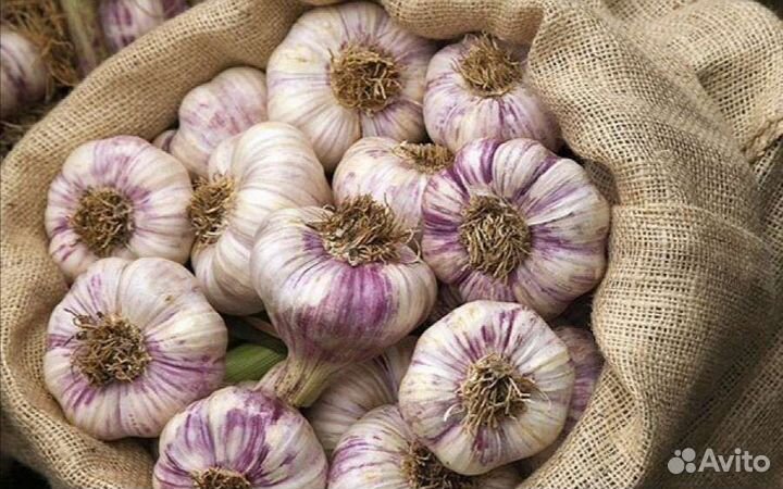 Чеснок(крупный) озимый с доставкой