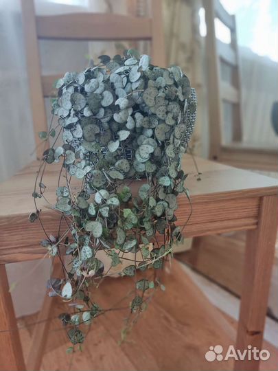 Церопегия вуда