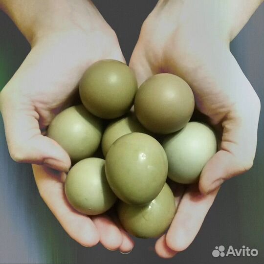 Фазан охотничий