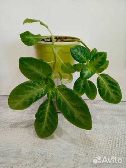 Сортовые эписции(редкие) -Бронь