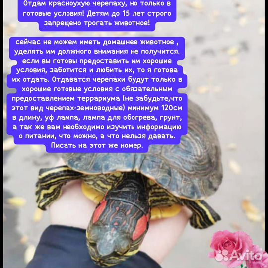 Красноухая черепаха бесплатно