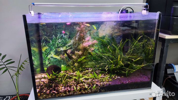 Аквариум 70 л, со всем содержимым