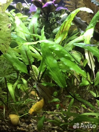 Аквариумные растения