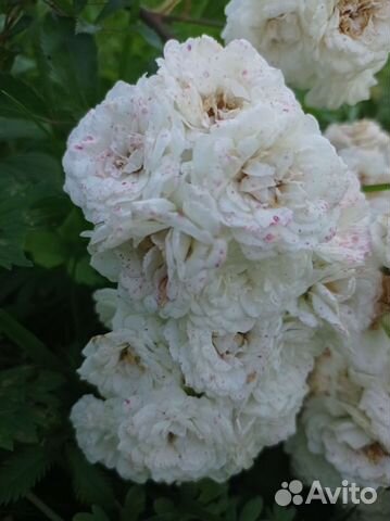 Саженцы роз