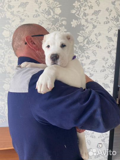 Щенки алабая