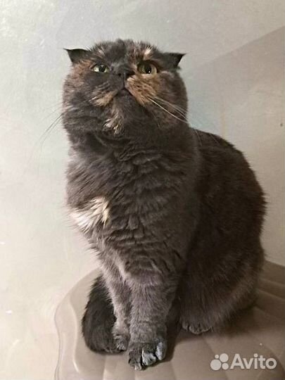 Кошка