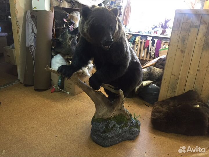 Выделка шкур, таксидермия, закупка шкурок пушнины