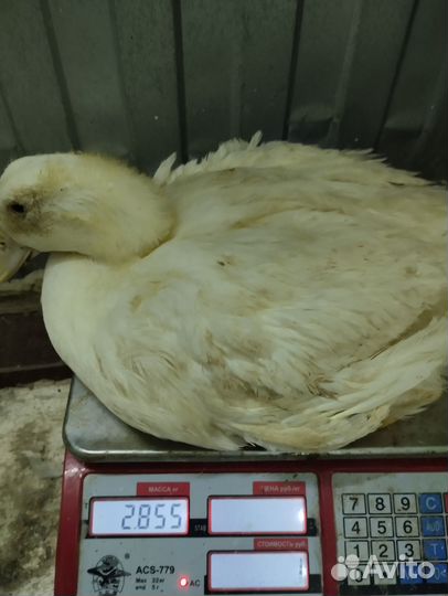 Цыплята бройлеры месячные