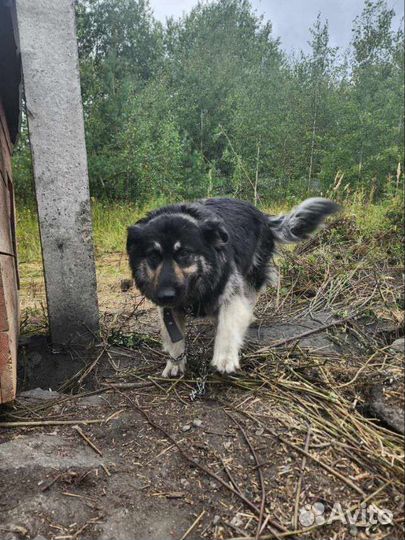 Метис овчарки