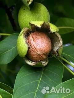Грецкий орех саженцы