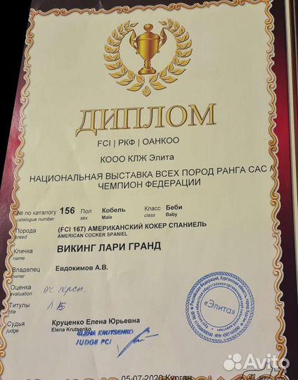 Американский кокер спаниель