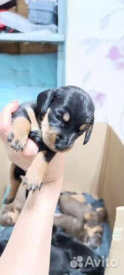 Собаки щенки таксы