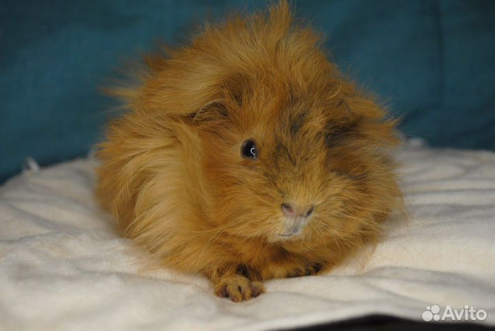 Морские свинки