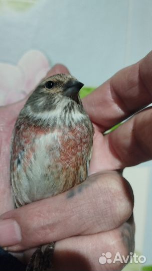 Певчие птицы