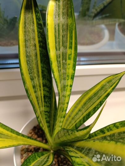 Сансевиерия Голд Банер
