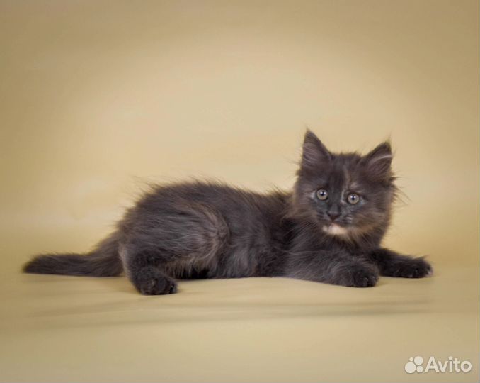 Пушистый котенок Никки (2 мес)