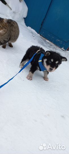 Собака в добрые руки отдам бесплатно