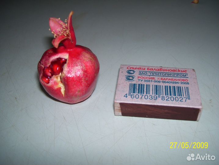 Карликовый гранат