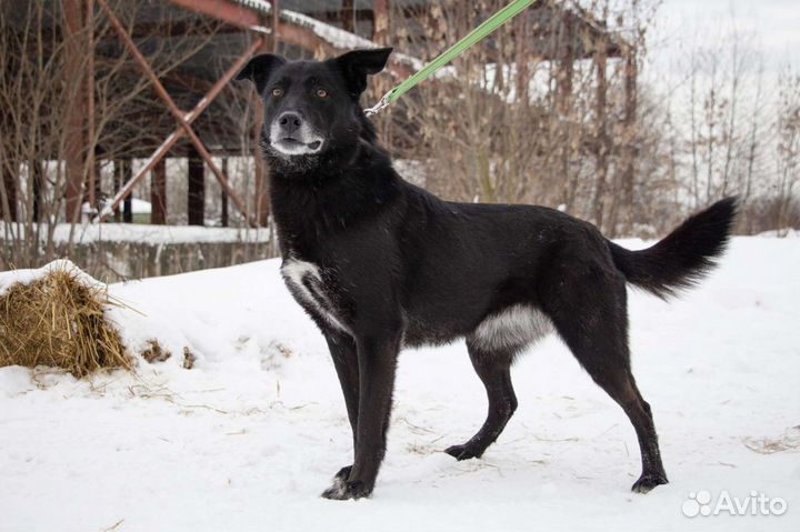 Пчёлка Майя ищет дом