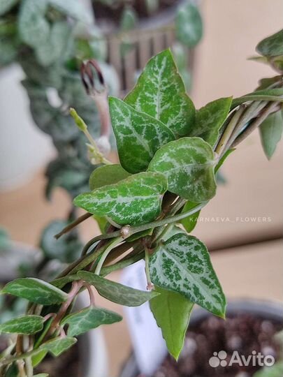 Церопегия Woodii var/Woodii/Silver Glory/Orange R