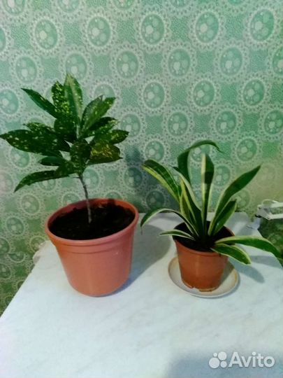 Комнатные цветы кротон, сансиеверия