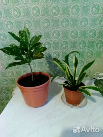 Комнатные цветы кротон, сансиеверия