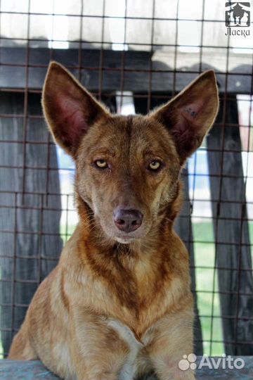 Ява в добрые руки