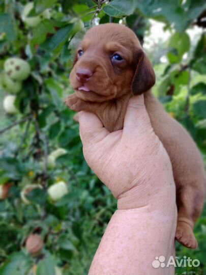 Такса гш мини- кроличья