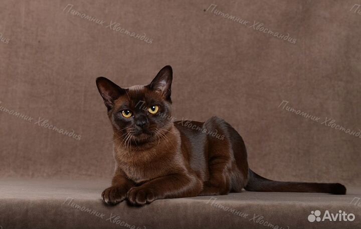 Роскошная бурманская девочка