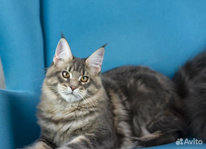 Мальчик Мейн кун