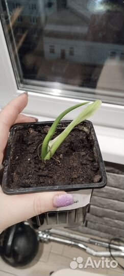 Филодендрон