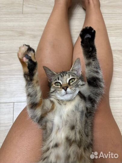 Кошка девочка в добрые руки