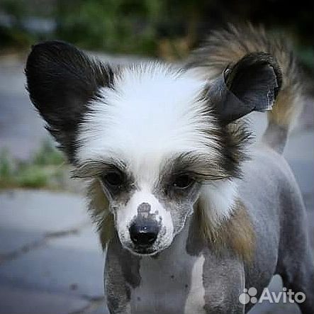 Китайская хохлатая мини