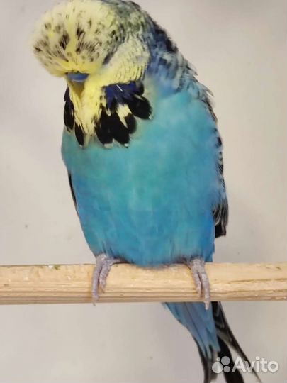 Мододые птенцы и взрослые ввп Чехи на гнездо