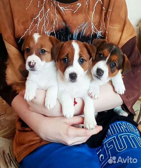 Щенки Джек Рассел терьер