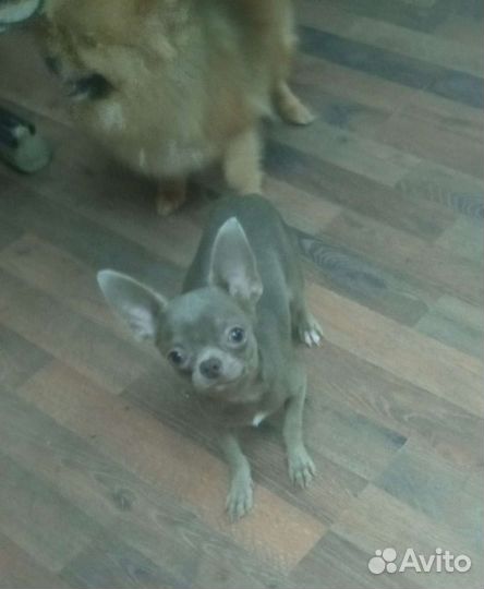 Чихуахуа лиловый кобель мини вязка