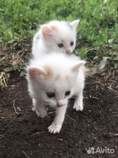 Кошка в дар