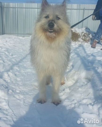 Передержка собак кошек, стрижка, дрессировка