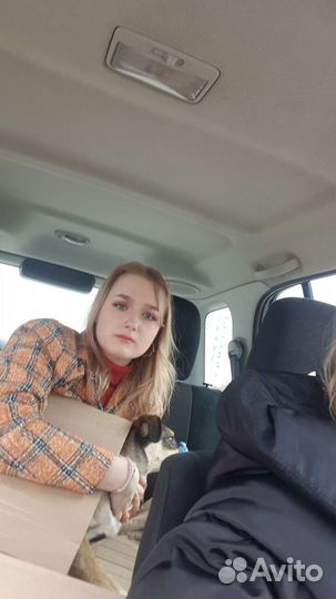 Собака в добрые руки