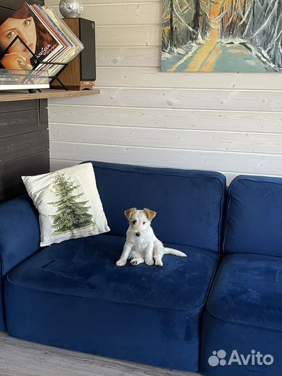 Щенки джек рассел терьер брокен