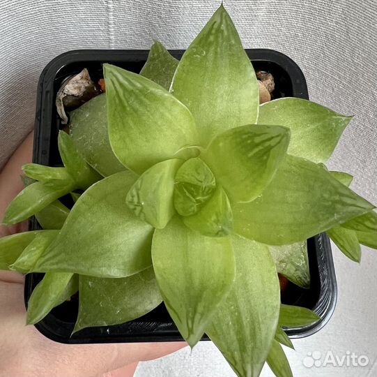 Суккулент взрослые эхиверия хавортия граптопеталум