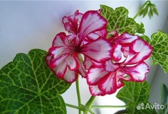 Пеларгонии ампельные (плющелистные) сортовые