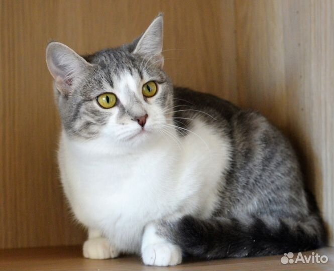 Кошечка Мисти ищет дом