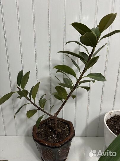 Комнатные растения