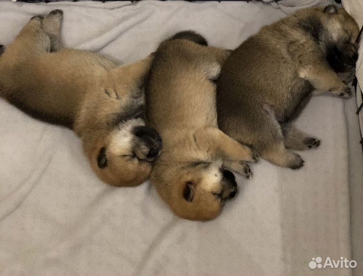 Щенки Сиба Ину