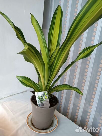 Драцена Душистая