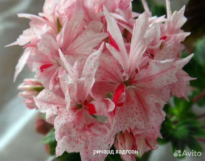 Пеларгония стеллар