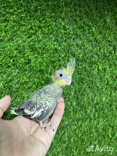 Птенцы корелла