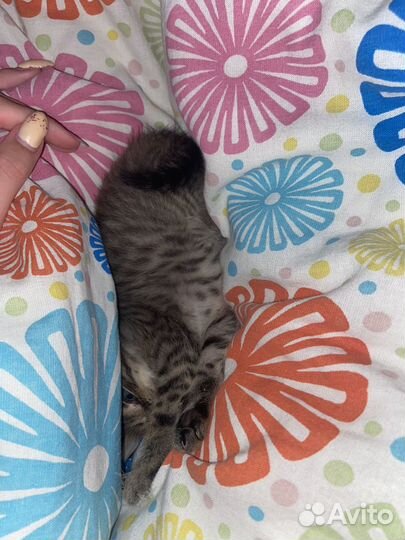 Котенок