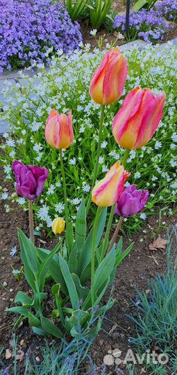 Почвопокровные растения